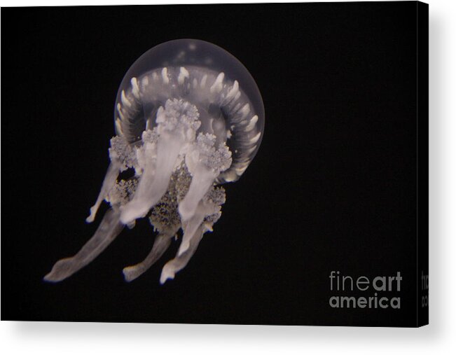Jennifer Bright Art Acrylic Print featuring the photograph One Moon Jellyfish by Jennifer Bright Burr