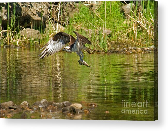Avian Acrylic Print featuring the photograph One more fish by Alana Ranney