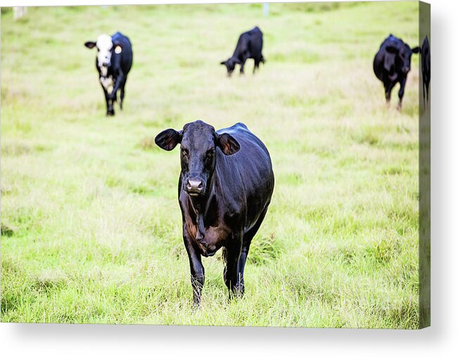 Cattle Acrylic Print featuring the photograph One of the Boys by Scott Pellegrin