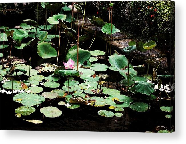Lotus Acrylic Print featuring the photograph One by HweeYen Ong