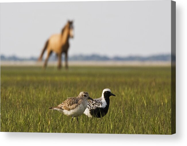 Black-bellied Plover Acrylic Print featuring the photograph Onlooker by Bob Decker