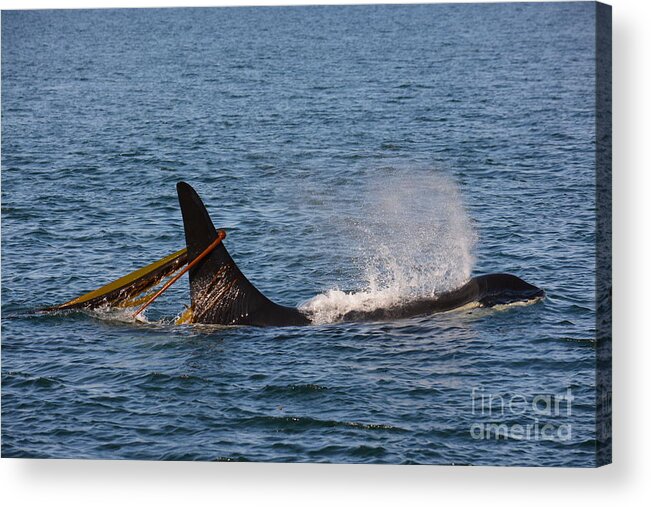 Orca Acrylic Print featuring the photograph Onyx L87 by Gayle Swigart