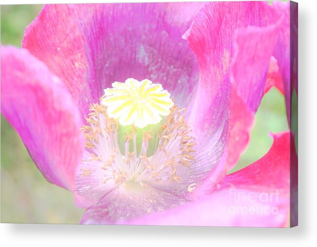 Poppy Acrylic Print featuring the photograph Open and welcome by Merle Grenz