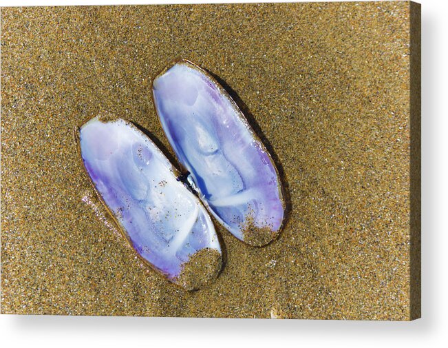 Adria Trail Acrylic Print featuring the photograph Open Clam Shell by Adria Trail