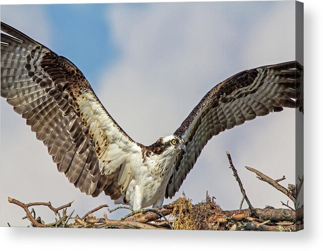 Osprey Acrylic Print featuring the photograph Open Wings by Robert Pilkington