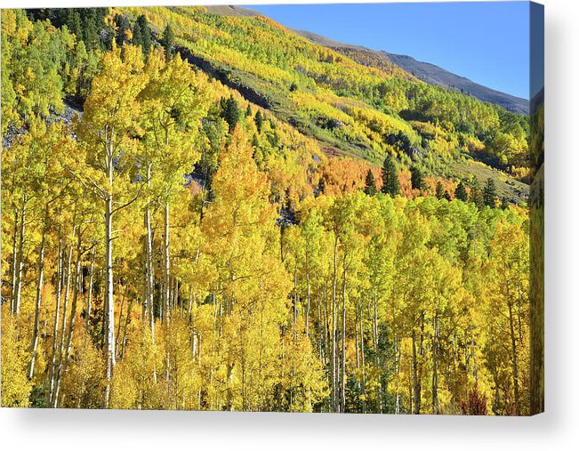 Colorado Acrylic Print featuring the photograph Ophir Road Hillside by Ray Mathis