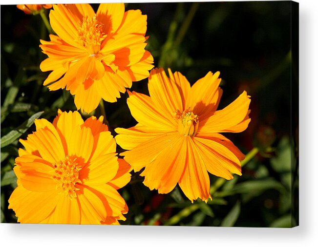 Nature Acrylic Print featuring the photograph Cosmos Trio by Sheila Brown