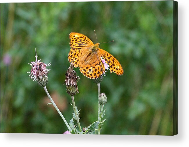 Butterfly Acrylic Print featuring the photograph Orange Butterfly by Pierre Leclerc Photography