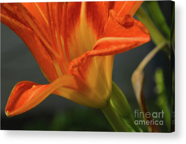 Orange Acrylic Print featuring the photograph Orange Lily by Robyn King