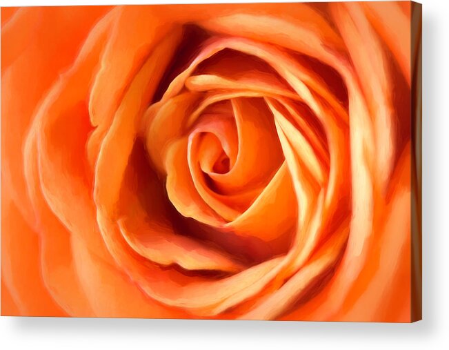 Rose Acrylic Print featuring the photograph Orange Rose by Cindi Ressler