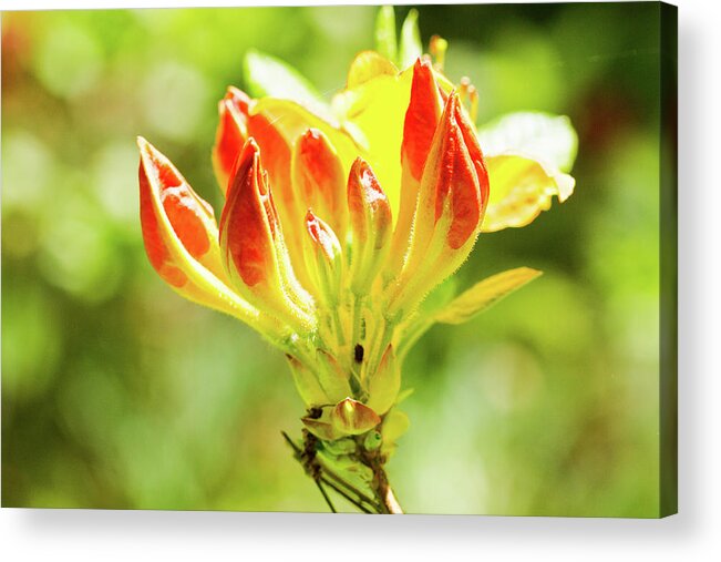 Pretty Flower Pictures Acrylic Print featuring the photograph Orange tip by Ed James