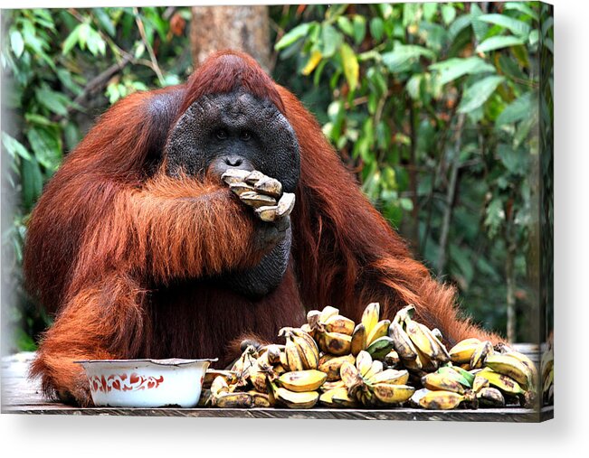  Acrylic Print featuring the photograph Orangutan Feeding Time by Darcy Dietrich