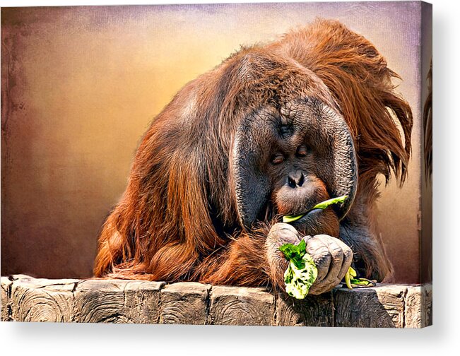 Animal Acrylic Print featuring the photograph Orangutan by Maria Coulson