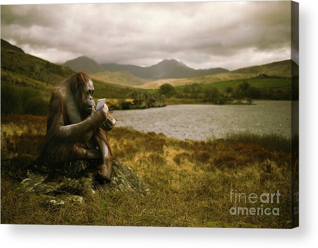 Orangutan Acrylic Print featuring the photograph Orangutan With Smart Phone by Amanda Elwell