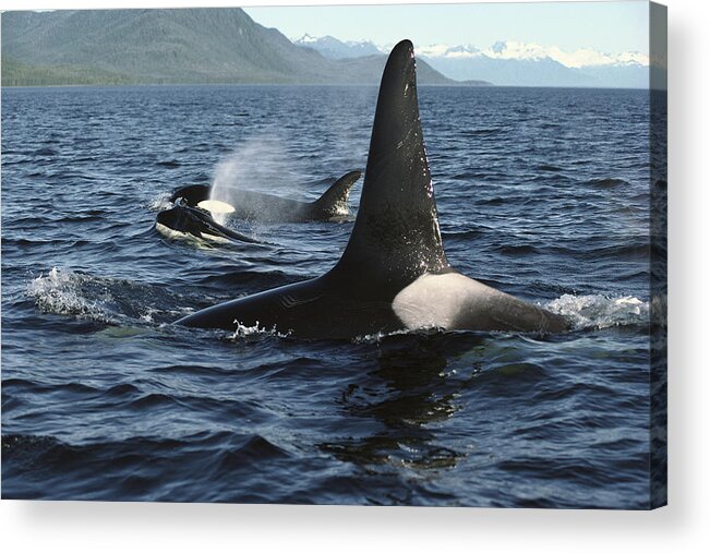 00079588 Acrylic Print featuring the photograph Orca Pod Surfacing Johnstone Strait by Flip Nicklin