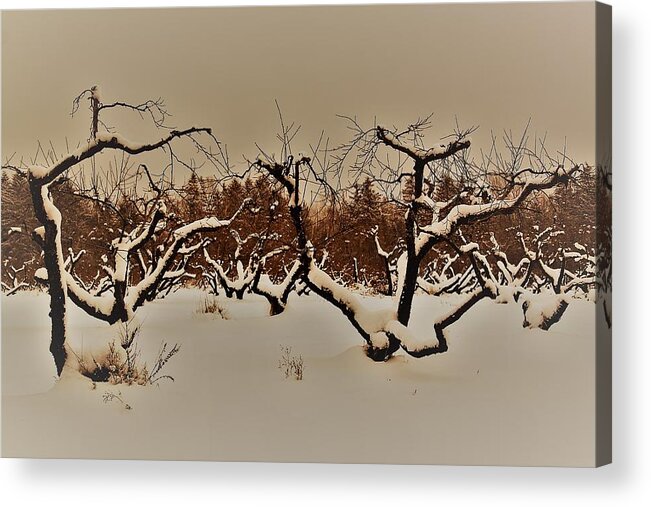 Trees Acrylic Print featuring the photograph Orchard by Gerald Salamone