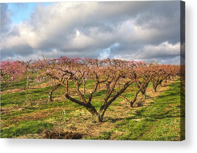 Orchards Acrylic Print featuring the photograph Orchard In The Sky by Angelo Marcialis
