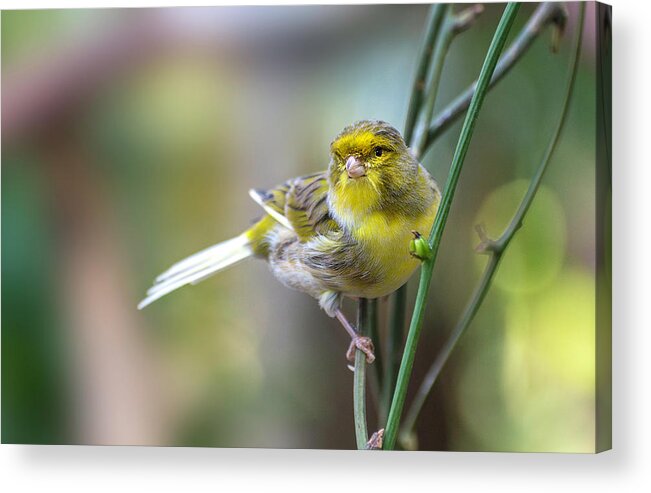 Orchard Oriole Acrylic Print featuring the photograph Orchard Oriole by John Poon