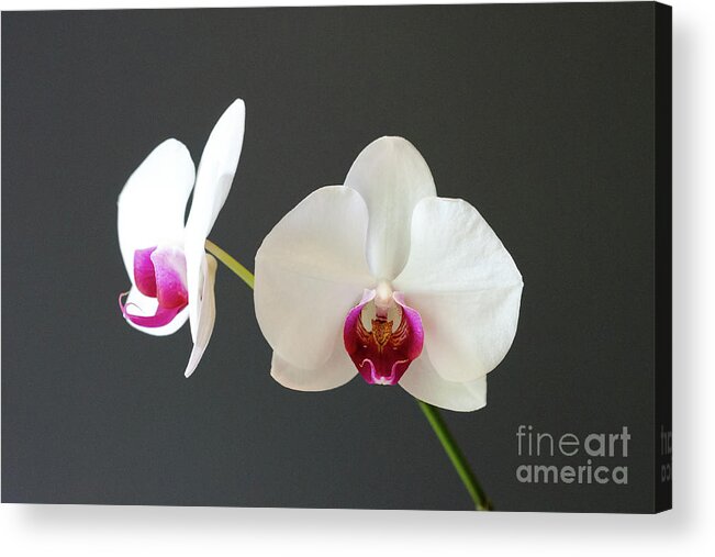 Orchid Acrylic Print featuring the photograph Orchid Blooms by Laurel Best