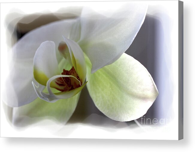 White Orchid Acrylic Print featuring the photograph Orchid for Valentines Day by David Bearden
