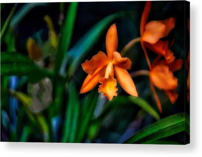 Flower Acrylic Print featuring the photograph Orchid Garden by Ches Black