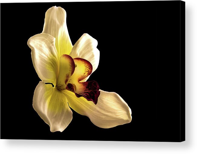 Orchid Acrylic Print featuring the photograph Orchid by Mike Stephens
