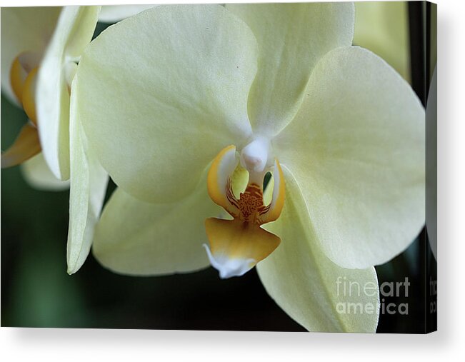 Orchid Acrylic Print featuring the photograph Orchid Pastel Yellow by Sherry Hallemeier