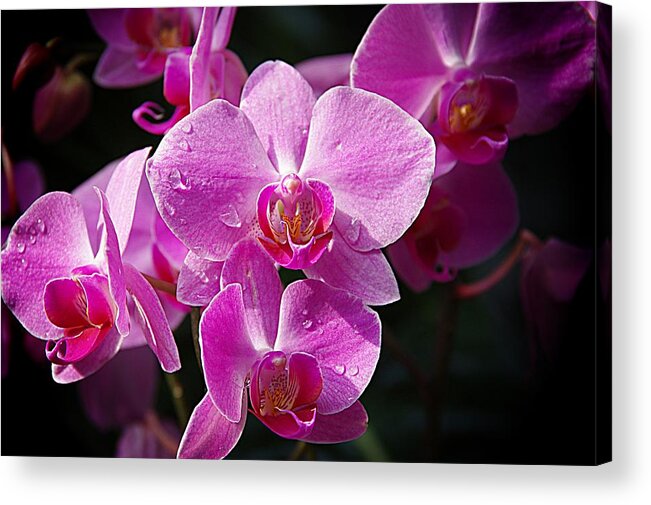 Purple Orchids Acrylic Print featuring the photograph Orchids 4 by Karen McKenzie McAdoo