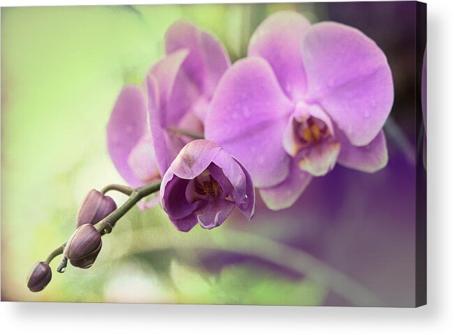 Orchids Acrylic Print featuring the photograph Orchids by Cathy Donohoue