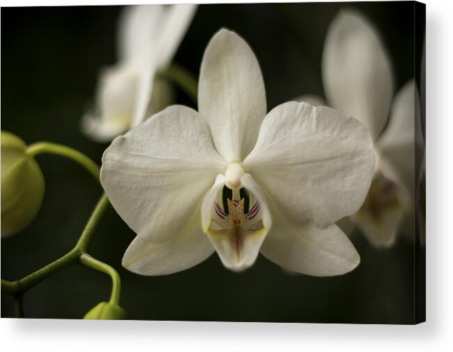Orchid Acrylic Print featuring the photograph Orchids by Holly Ross