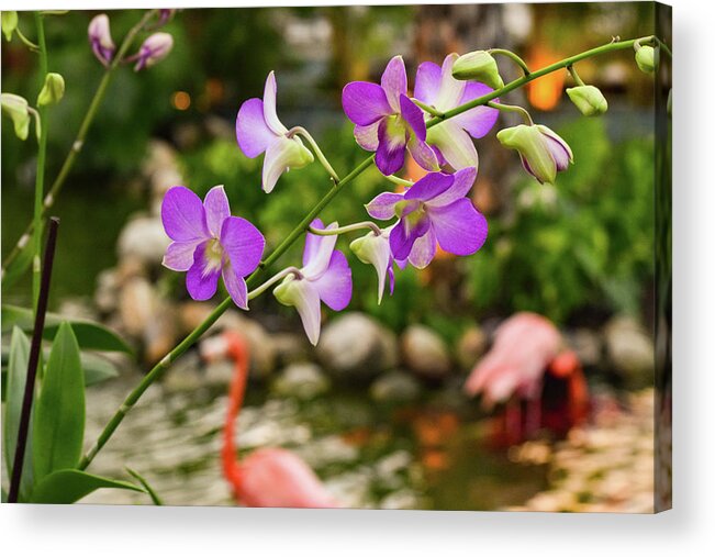 Orchid Acrylic Print featuring the photograph Orchids in Paradise by Nicole Lloyd