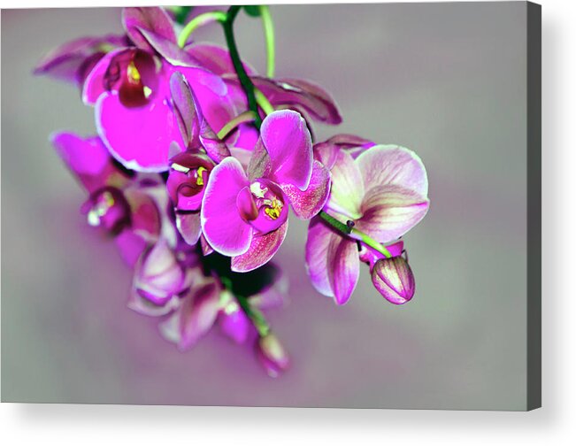 Beautiful Acrylic Print featuring the photograph Orchids On Gray by Ann Bridges