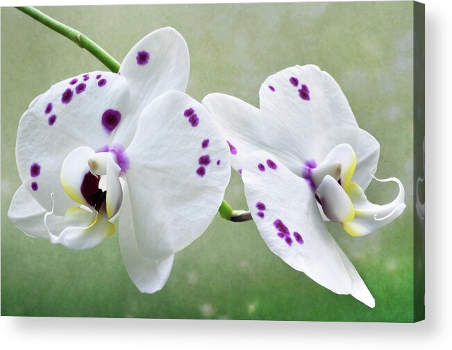 Orchids Acrylic Print featuring the photograph Orchids With Purple Specks by Terence Davis