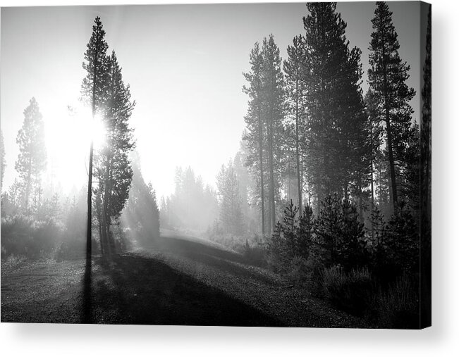 Oregon Acrylic Print featuring the photograph Oregon Woods by Aileen Savage