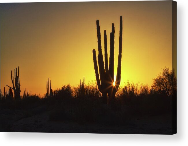 Organ Pipe Acrylic Print featuring the photograph Organ Pipe cactus by Tatiana Travelways