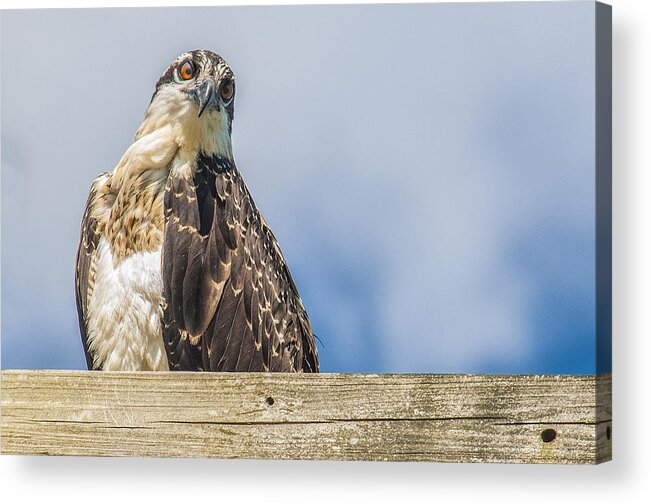 Fish Hawk Acrylic Print featuring the photograph Osprey by Cathy Kovarik