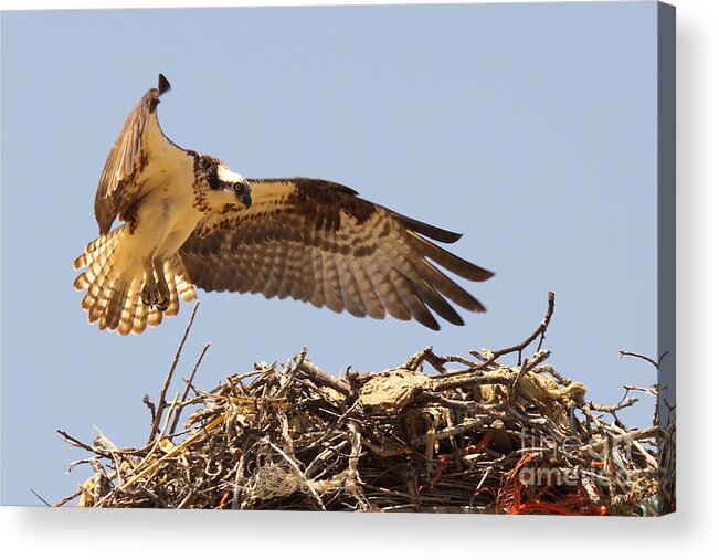 Bird Acrylic Print featuring the photograph Osprey Hovering Above Nest by Max Allen