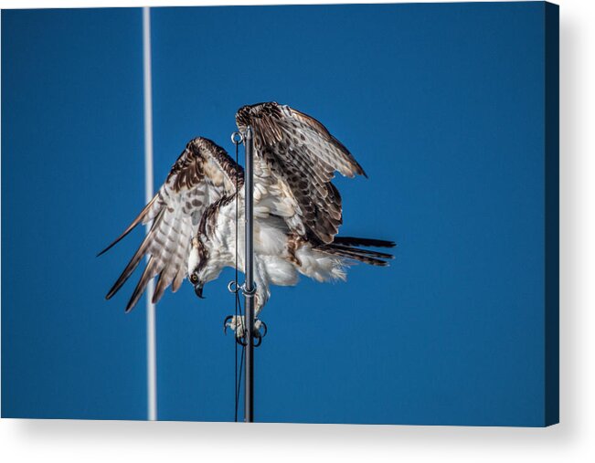 Osprey Acrylic Print featuring the photograph Osprey on the Boat Rod by Dorothy Cunningham