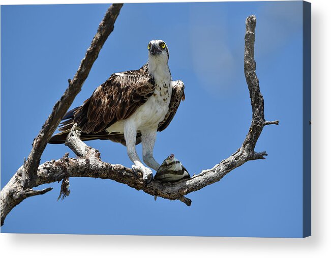 Osprey Acrylic Print featuring the photograph Osprey Perched with a Fish by Artful Imagery