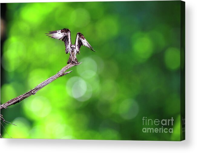 Osprey Acrylic Print featuring the photograph Osprey speading his wings by Dan Friend