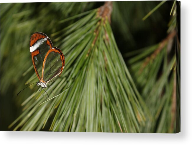 Butterfly Acrylic Print featuring the photograph Out On A Needle by Living Color Photography Lorraine Lynch