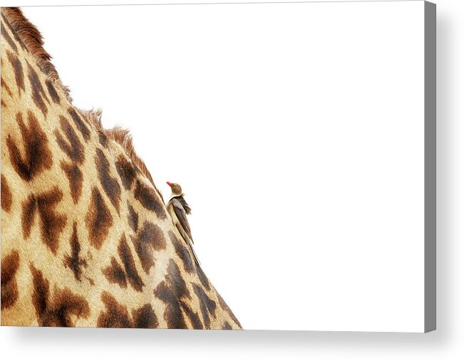 Masai Giraffe Acrylic Print featuring the photograph Oxpecker on Giraffe With Copy Space by Good Focused