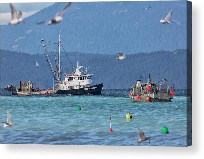 Herring Fishery Acrylic Print featuring the photograph Pacific Ocean Herring by Randy Hall