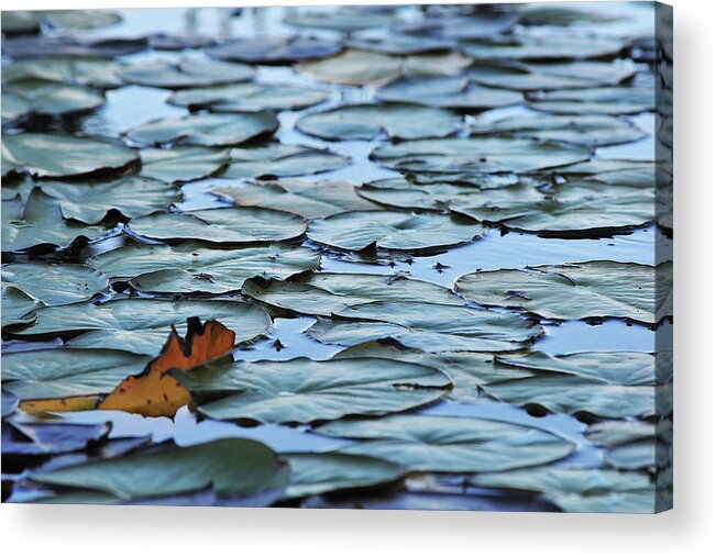 Lake Acrylic Print featuring the photograph Pads by Scott Cordell