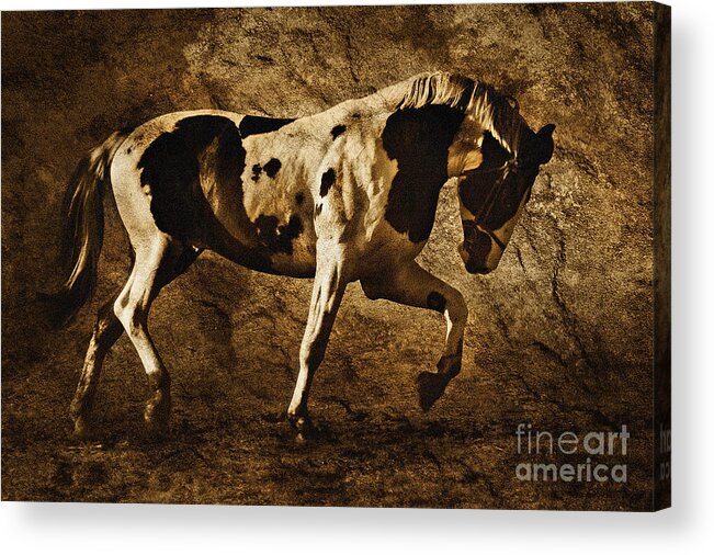 Horse Acrylic Print featuring the photograph Paint horse by Dimitar Hristov