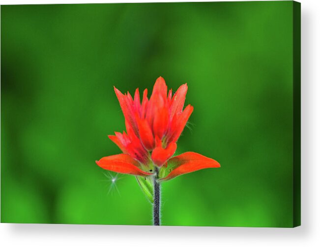 Flowers Acrylic Print featuring the photograph Paintbrush by Greg Norrell