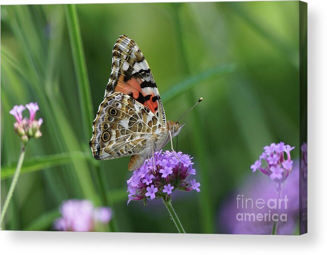 Painted Lady Acrylic Print featuring the photograph Painted Lady Butterfly on Verbena by Robert E Alter Reflections of Infinity