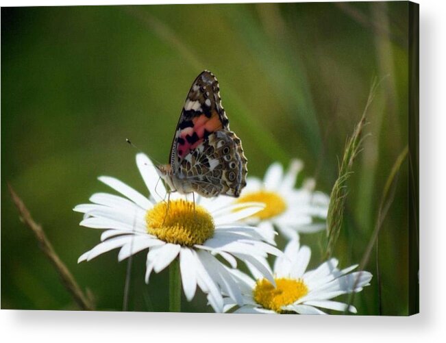 Painted Lady Acrylic Print featuring the photograph Painted lady by Nigel Radcliffe