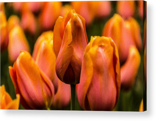 Jay Stockhaus Acrylic Print featuring the photograph Painted Tulips 2 by Jay Stockhaus