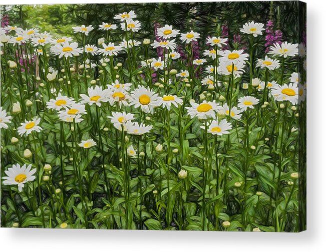 Flower Acrylic Print featuring the photograph Painterly Daisy Patch by Gary Slawsky